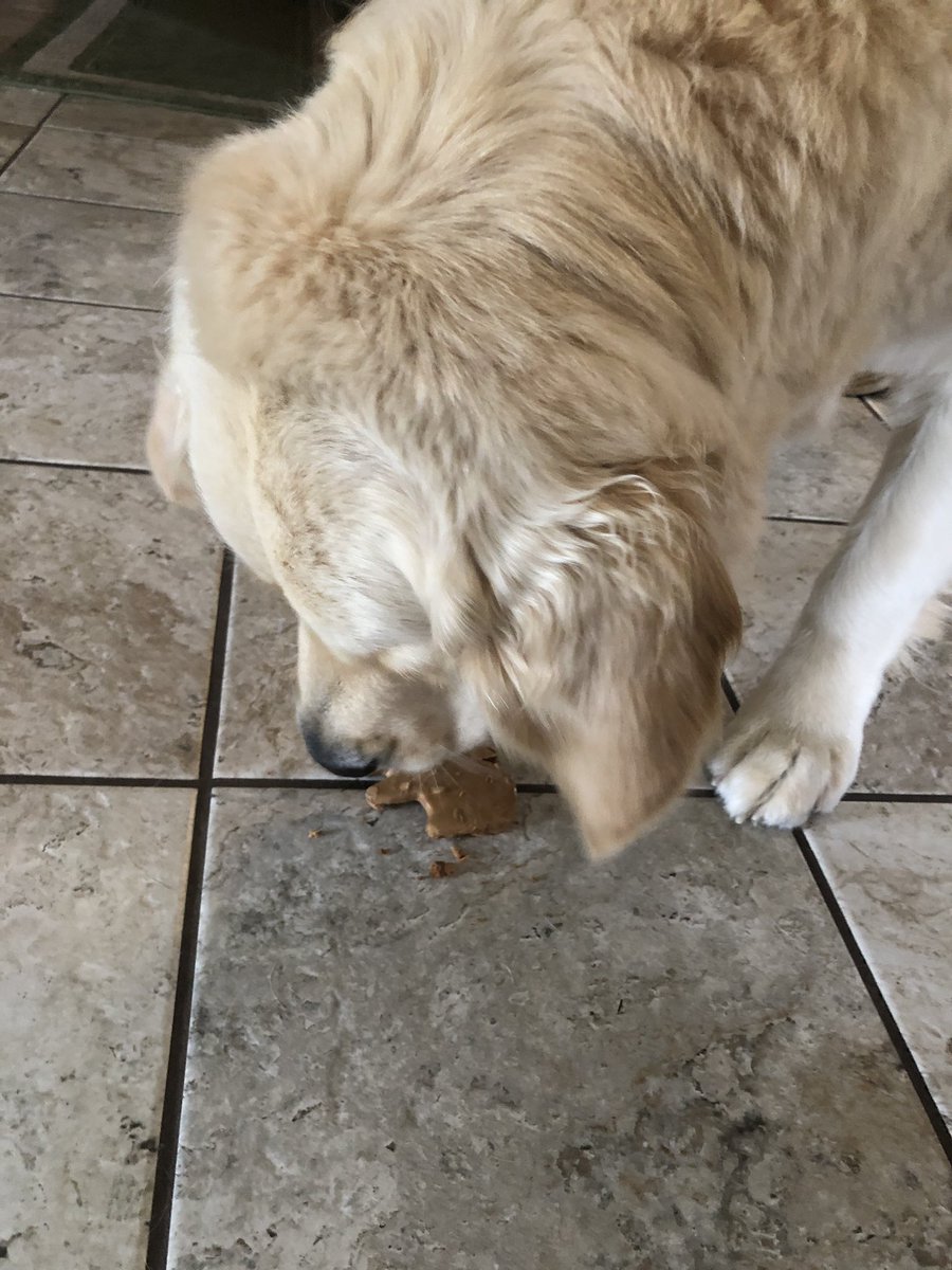 WalterTheGolden's tweet image. My mom got us squirrel doggo treats. She said it’s the only squirrel I have a chance of catching. Rude.