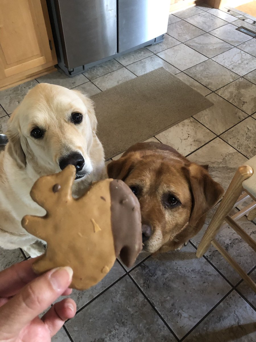 WalterTheGolden's tweet image. My mom got us squirrel doggo treats. She said it’s the only squirrel I have a chance of catching. Rude.