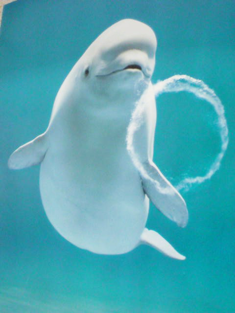 ট ইট র 動物の習性図鑑 イルカのバブルリング イルカは自分の口から出した バブルリング という水の輪っかを使って遊びます 他にもコミュニケーションの意味を持っているそうです