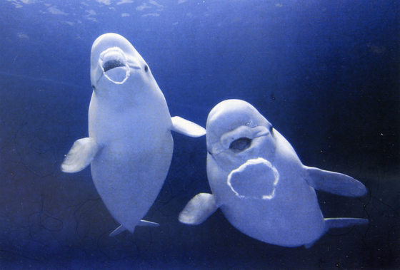 Twitter 上的 動物の習性図鑑 イルカのバブルリング イルカは自分の口から出した バブルリング という水の輪っかを使って遊びます 他にもコミュニケーションの意味を持っているそうです T Co Qyrhffvorn Twitter