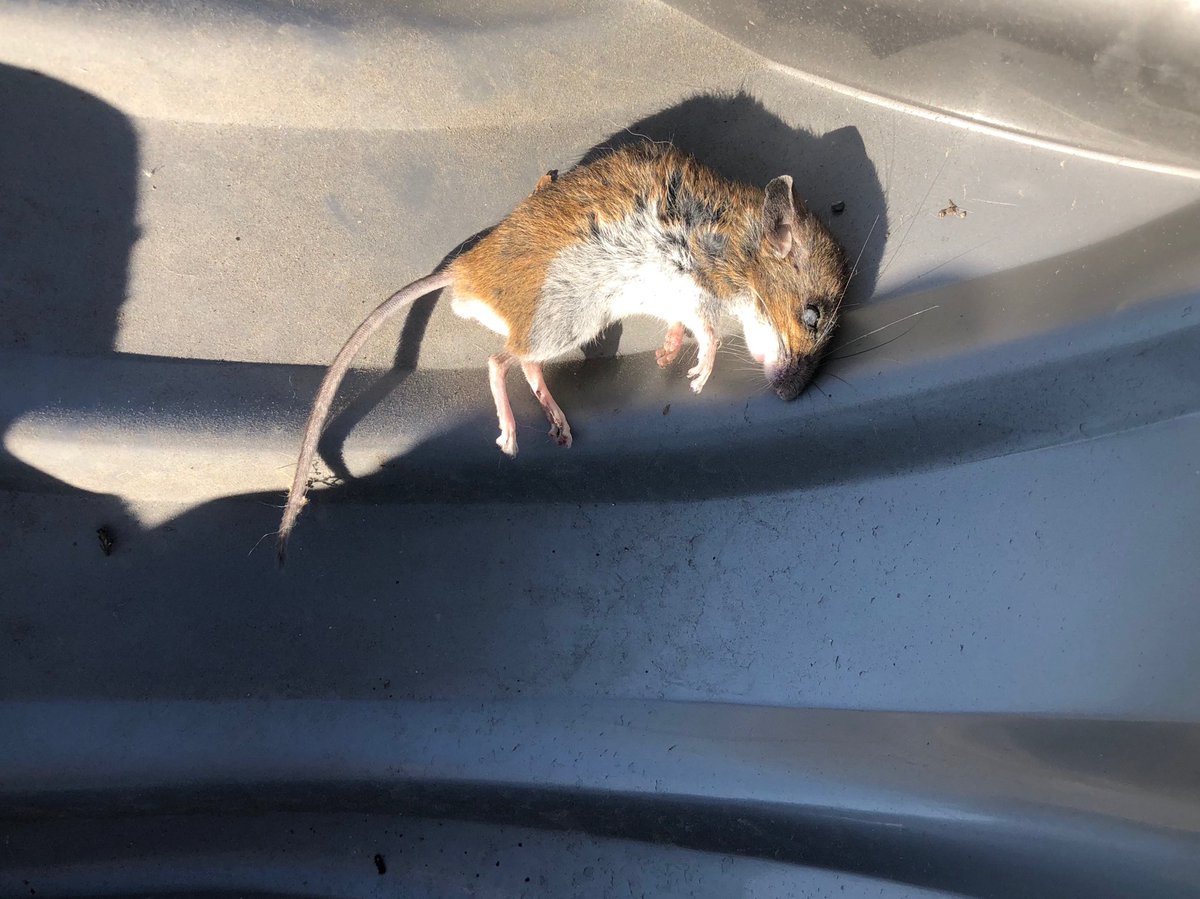 تويتر Christopher Pawelski على تويتر Adult Mouse Or Baby Rat T Co Xg5nn5ww80