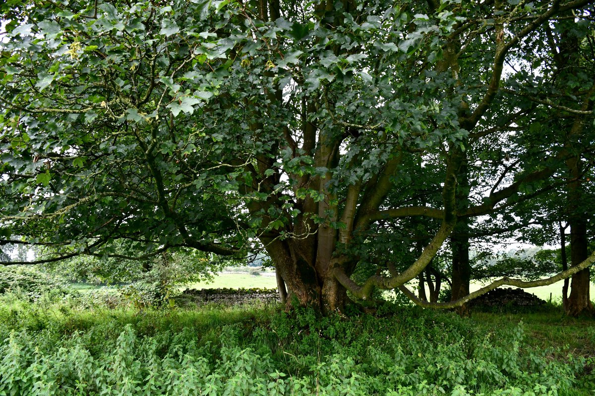 Redbirdcreation's tweet photo. Lovely day for a stroll through #Hincaster trail #woodland #trees #Cumbria #SouthLakeland #photography @cumbriapictures @ThePhotoHour @ExpSouthLakes https://t.co/CLoADyOGAA