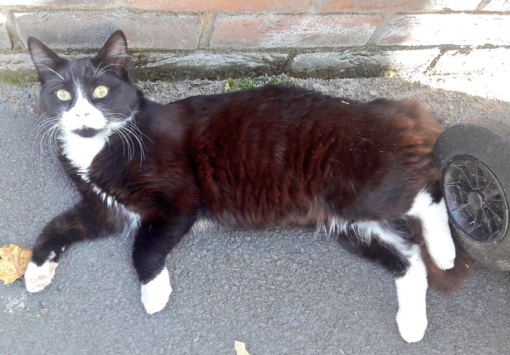 LauraMadeleine's tweet photo. Met a new cat on way home. 9/10 for nice bib and socks, fluffy tail, chirp of greeting and fine whiskers, 3/10 for rolling on a smelly bin @thecatreviewer https://t.co/yHFKmIYUhw