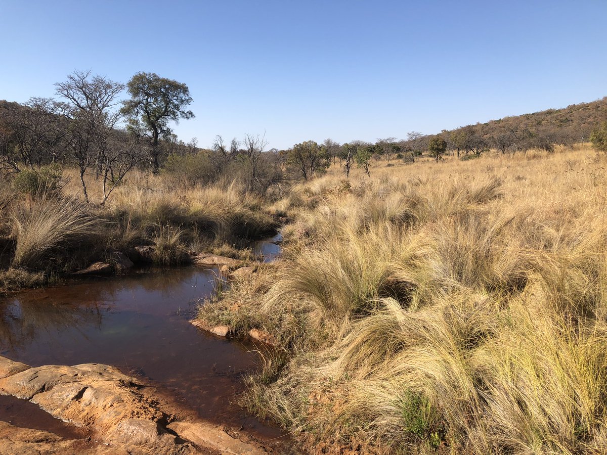 BesterReeve's tweet photo. 8km run/walk this am in the middle of the African bush!! Stunning!! Amazing running along and finding warthog and antelope ❤️ https://t.co/HekjgF68wC