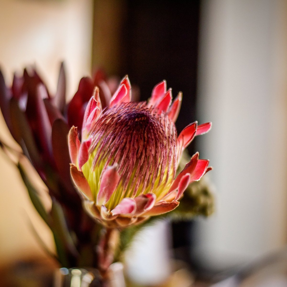 Celebrating Spring day at the Swartland Street Market!

1 September 2019 from 11am
°Live Music by @thebuchananbluesband
°Wine tasting
°Specials on Rosé
°Kids entertainment and face painting
°Spring inspired dishes by @marvel_bistro
@ineckephotography
#swartlandstreetmarket