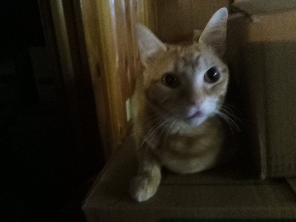 SquilyS's tweet photo. I AM BUT A. LOAF. -SA https://t.co/zJ7hM1wd8q