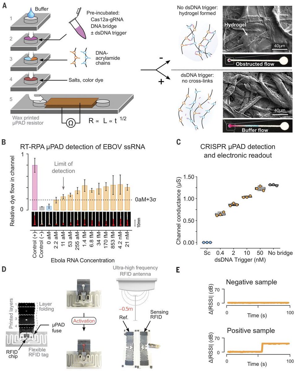 read Genetics of Angiogenesis