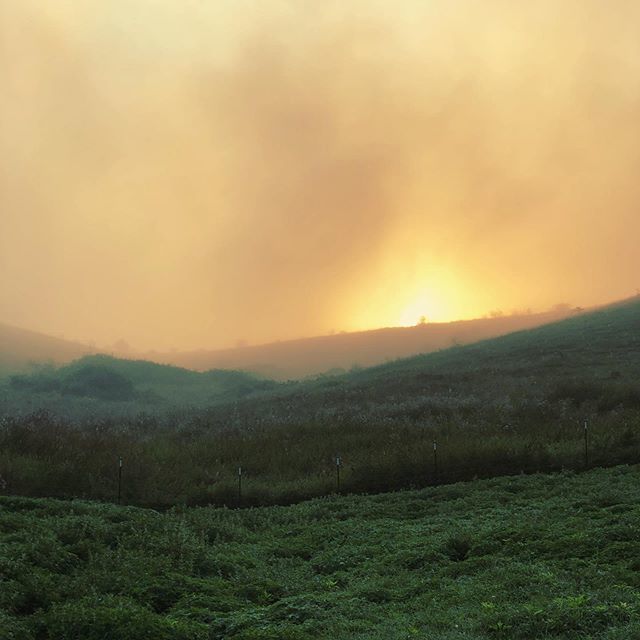 godavid's tweet photo. Foggy sunrise at the farm... .
.
.
.
.
#nature_lovers #landscapephotography #mothernature #naturelovers #landscape #theoutdoorfolk #naturegram #nature_brilliance #natureswonder #ig_nature #natureshots #naturephotography #nature_perfection #colors #ig_nat… https://t.co/H1SkU8S5Uj https://t.co/Zar06yqarq
