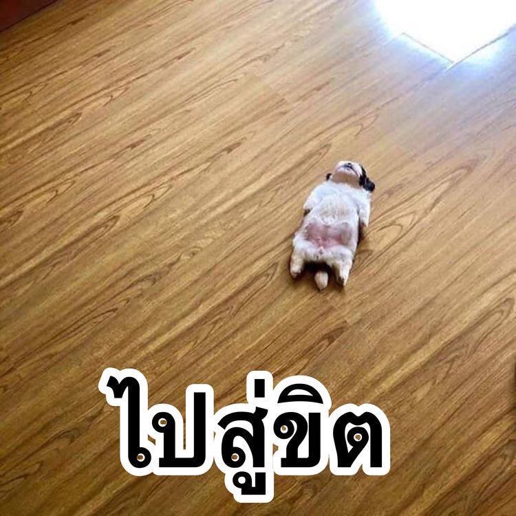 Baby_hanarose's tweet photo. ตายไปแล้วววจ้าาาาาา #FWBเนียลอง #OSFan_ https://t.co/nAClQYUeNr
