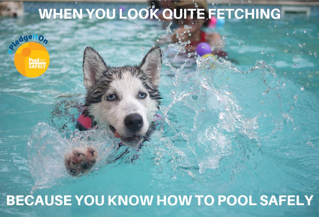 poolsafely's tweet image. Take it from Hope the Husky: There’s no better way to spend the dog days of summer than splashing in the pool, as long as you #PoolSafely! Take the Pledge and #PledgeItOn: bit.ly/2IBHMD6 #DogsOfTwitter