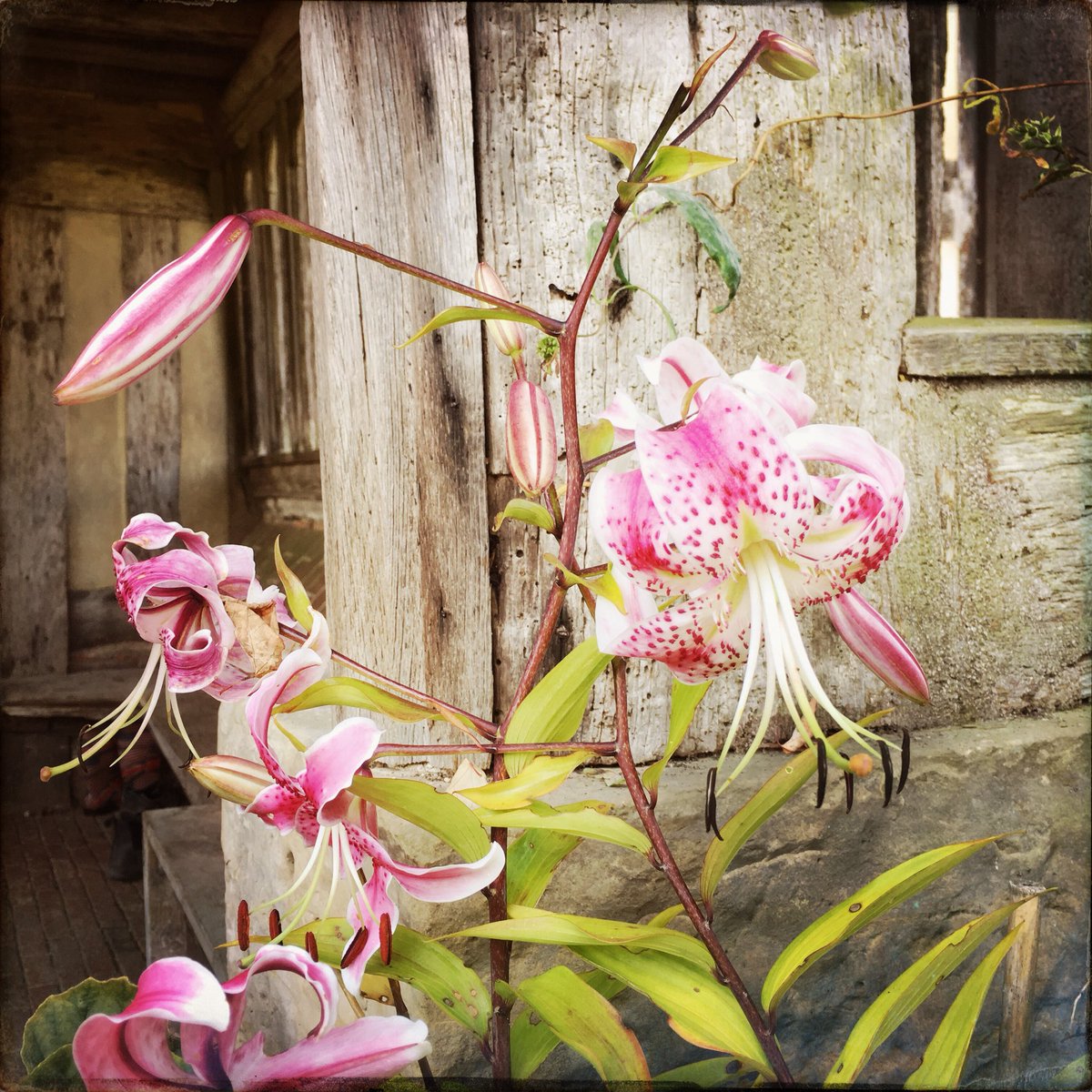 CastlesonGround's tweet photo. Heaven is a place called Dixter 🌿🌸🌿🌸🌿🌸🌿🌸🌿🌸#greatdixter #greatdixtergardens #northiam #englishgardens #englishsummer https://t.co/paRpcPCjI3