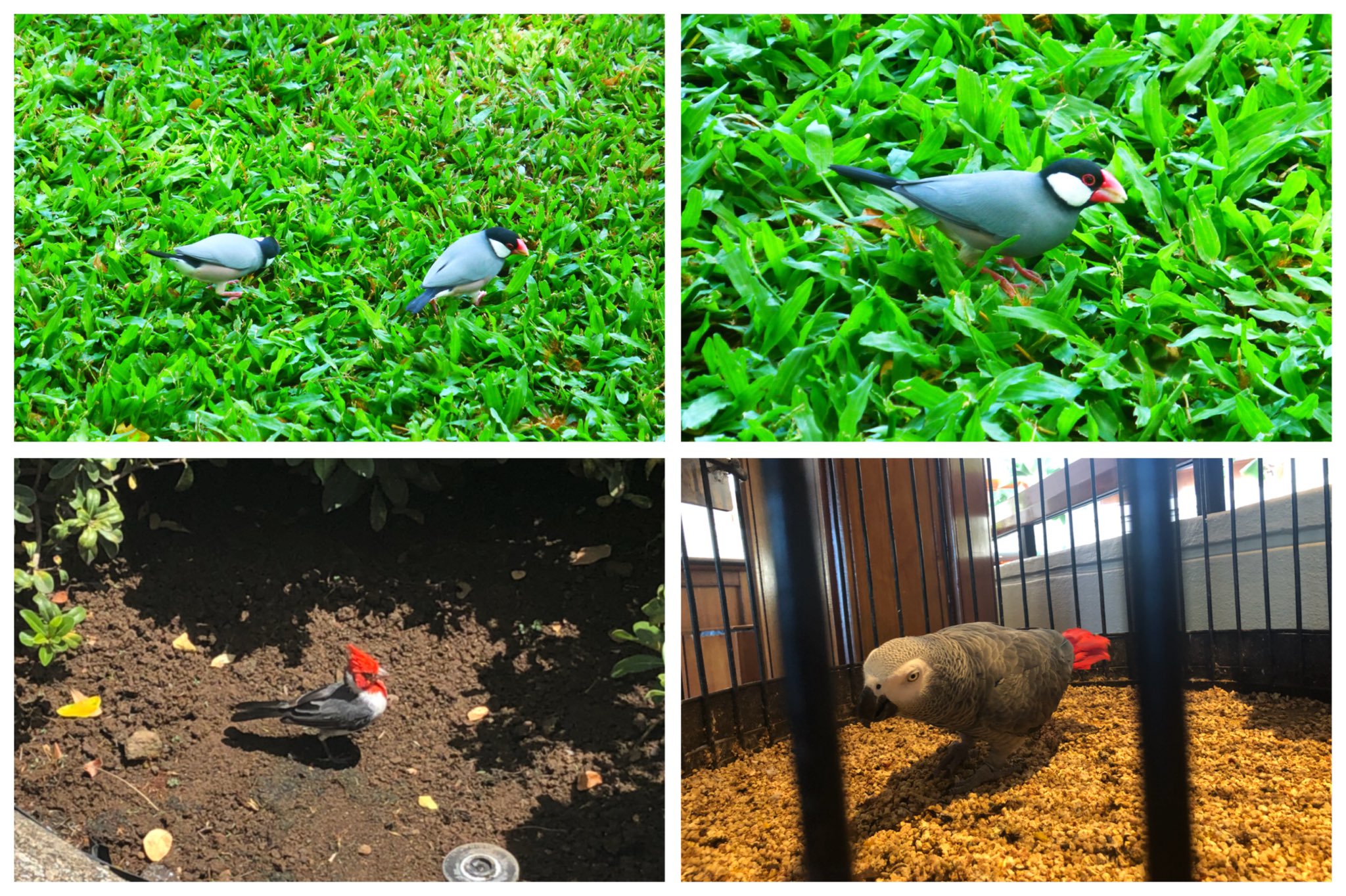 みね 野生の文鳥いたよ ハワイ 文鳥 T Co Ph7wmyely3 Twitter みね 野生の文鳥いたよ ハワイ 文鳥 T Co Ph7wmyely3 Twitter