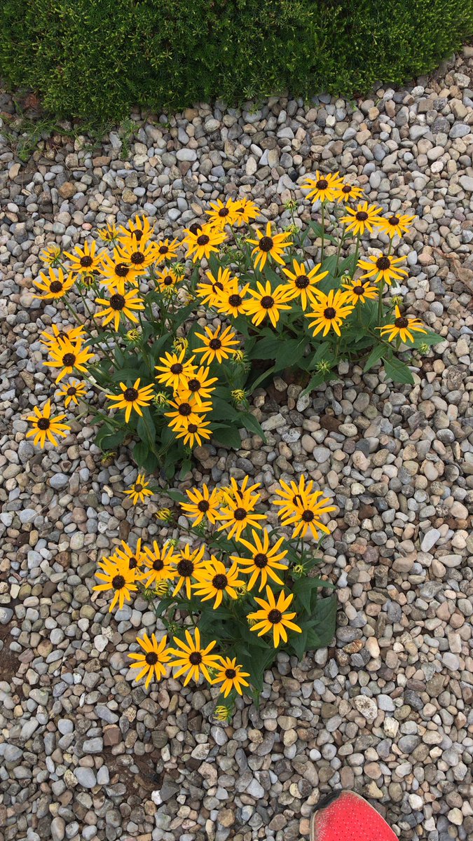 gabyrneagrith's tweet image. Keeping the bees happy 🐝🐝@GlanbiaAgri #operationpollination