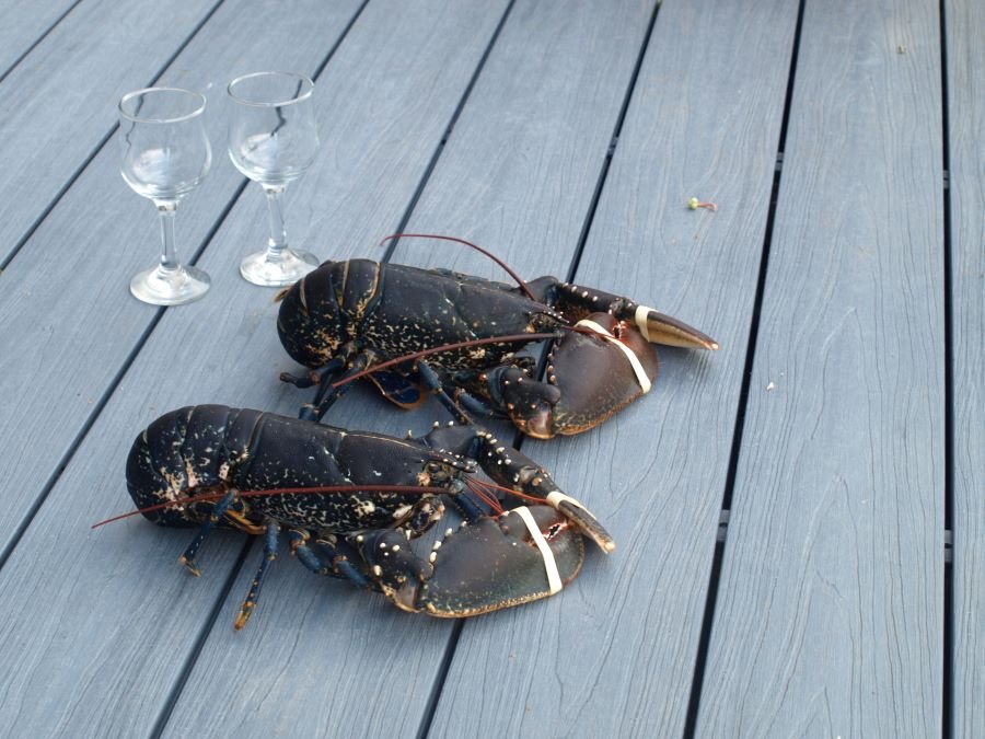 Gourmet dining in the Bunkrooms, eating in. Our guests the d'Avella's cooked up linguine con aragosta with local lobster. Find out more on our news page including the recipe bit.ly/lobsterfordinn… #lobster #seafood #localproduce #deliciousfood  <a href="/VisitMull_Iona/">Visit Mull & Iona</a>  <a href="/wildaboutargyll/">Wild About Argyll | Scotland’s Adventure Coast</a>