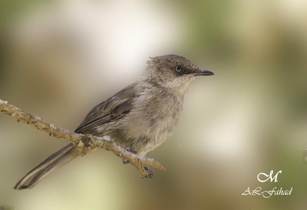 Thanks Sarah Friend for necessary and haunting remembering.network <a href="/ETHBerlin/">ETHBerlin04</a>