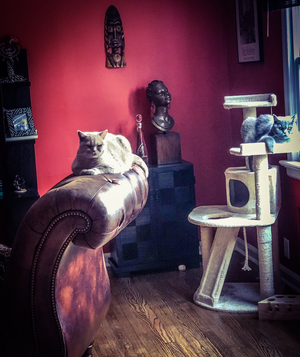 wcdunlap_tales's tweet photo. Sipping #coppercowcoffee and reading short fiction written by friends with these two. #Muses #BritishShortHair #Familiars https://t.co/XVxZ5sy7Fd