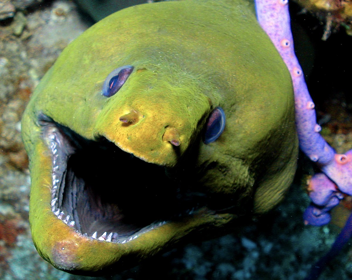 StuartCoveDive's tweet photo. Green Morays are nocturnal hunters with poor eyesight, hunting primarily by smell. Whether or not it is feeding, its mouth is constantly opening and closing, forcing water through its gills for oxygen. π
#morayeel
#divebahamas
#divestuartcoves
#bahamas
#nassau https://t.co/HghlFgIpom