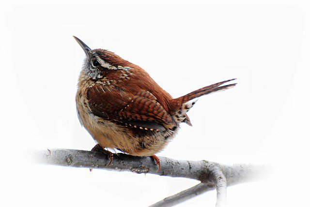 seed_ball's tweet photo. Wren
(Troglodytes troglodytes) Found throughout the British Isles and recognisable by its eye stripe and cocked tail. The wren eats spiders and insects and has a much louder call than it's tiny size implies. Too cute.
#Birding #BirdMix #Wildlife #Nature #BritishBirds #GardenBirds https://t.co/yGUPRNrjHB