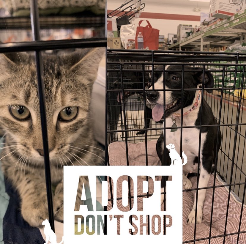 MetterAnimalS's tweet photo. Stop by #TractorSupplyStatesboro and meet Sydney and Stormy from #MetterAnimalShelter. #AdoptDontShop #SaveaLife https://t.co/ieU7Dq8KHj