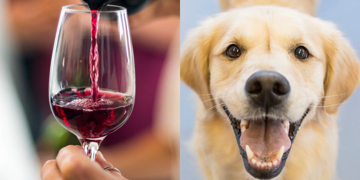 too_licky's tweet photo. Go Texas! Tempting, but still not enough to get me to move back...#dogs #movies #wine

https://t.co/LN2JPCT0Xg https://t.co/HnsIO2cANY