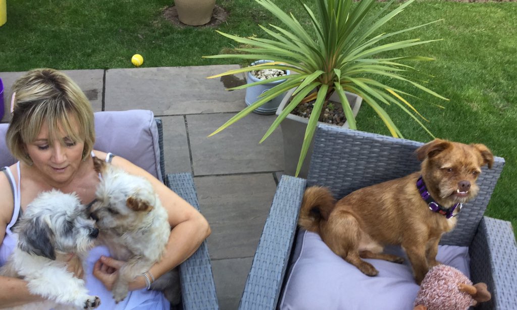 KFRD_I's tweet image. Two weeks ago these gorgeous boys arrived Kev loves them really 😉 🐶💙 @aniaid999 just look at them now #fosterfirst #adoptdontshop #stopyulin