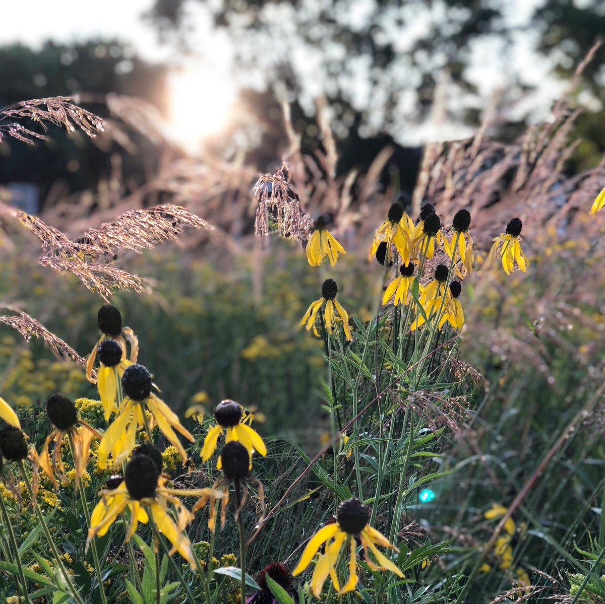 ISD717's tweet photo. ISD717 #nativeprairie... beautiful in the morning sun ☀️🌾🌱
#eduspaces #enviropositive #watersaver #honorsMN #LiveGOLD https://t.co/KvIpajEIo6