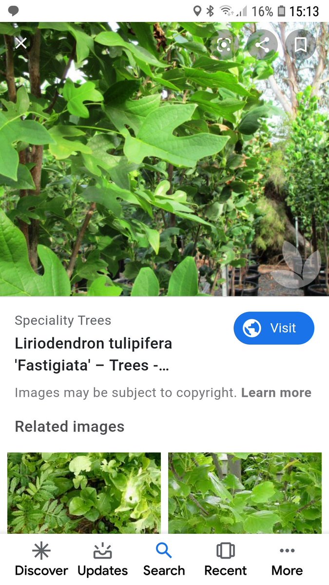 sandra cather tweet media