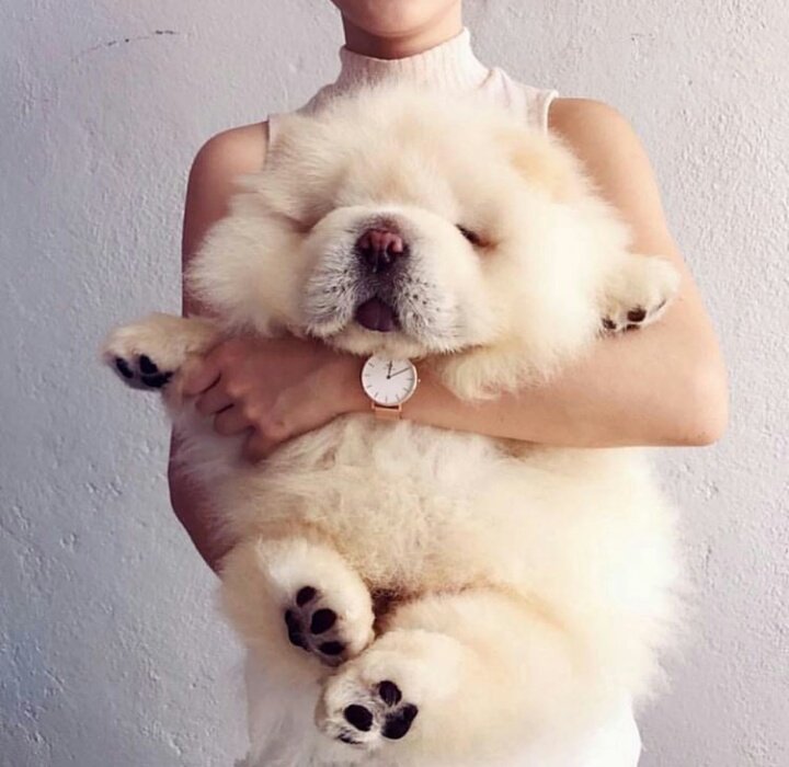 NewRahmati's tweet photo. after #midnight😂😂😂
بعد از 12 نیمه شب 😉😉😉
#pet #cute #dog_lovers https://t.co/UlIVDegouW
