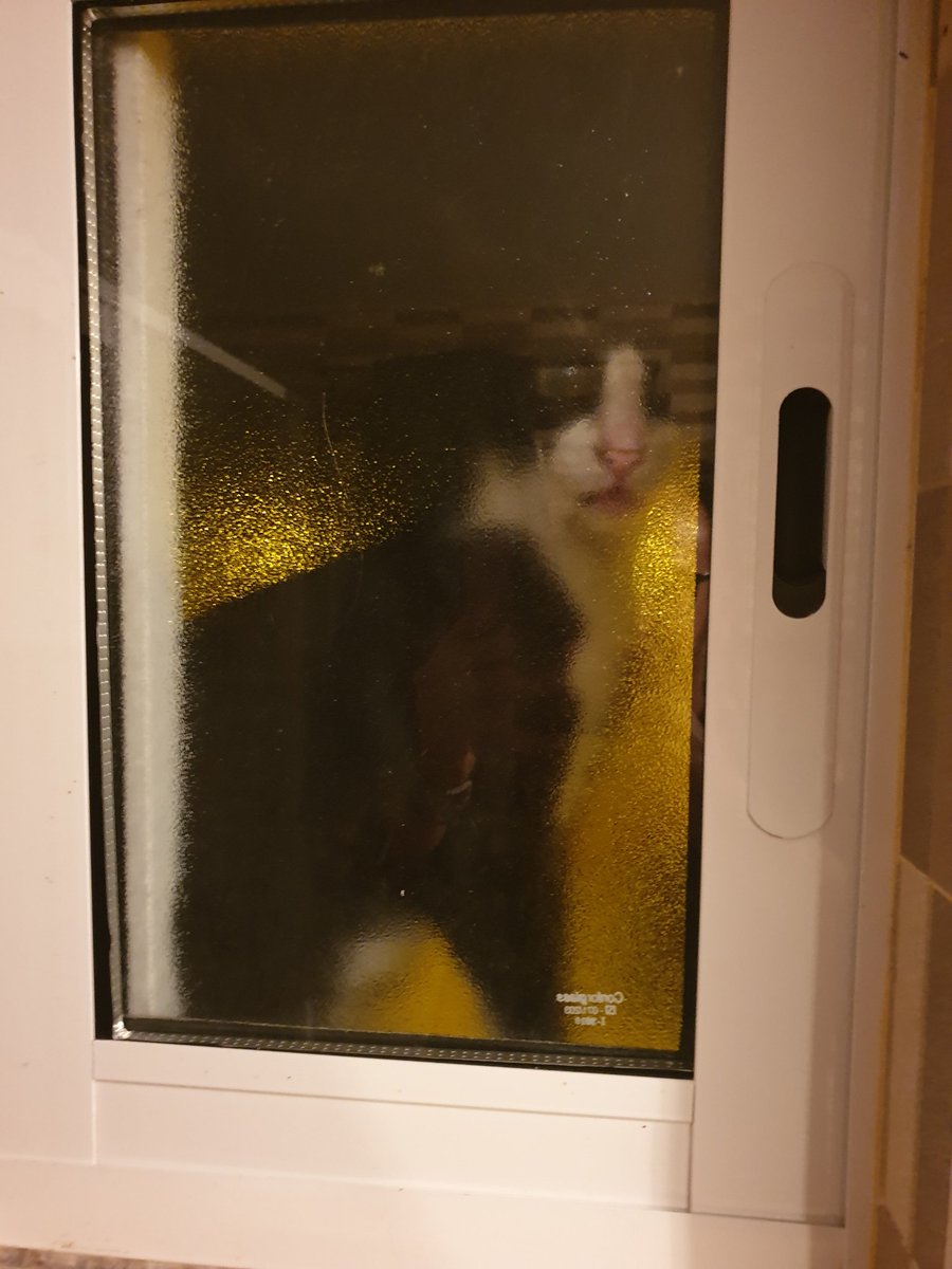 JayP0ntes's tweet photo. Se fizerem memes do meu gato eu deixo-o entrar.  #adecisaoevossa https://t.co/KFdDco2ugS