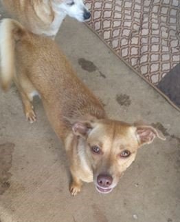 Route 66 Rescue, Inc tweet media