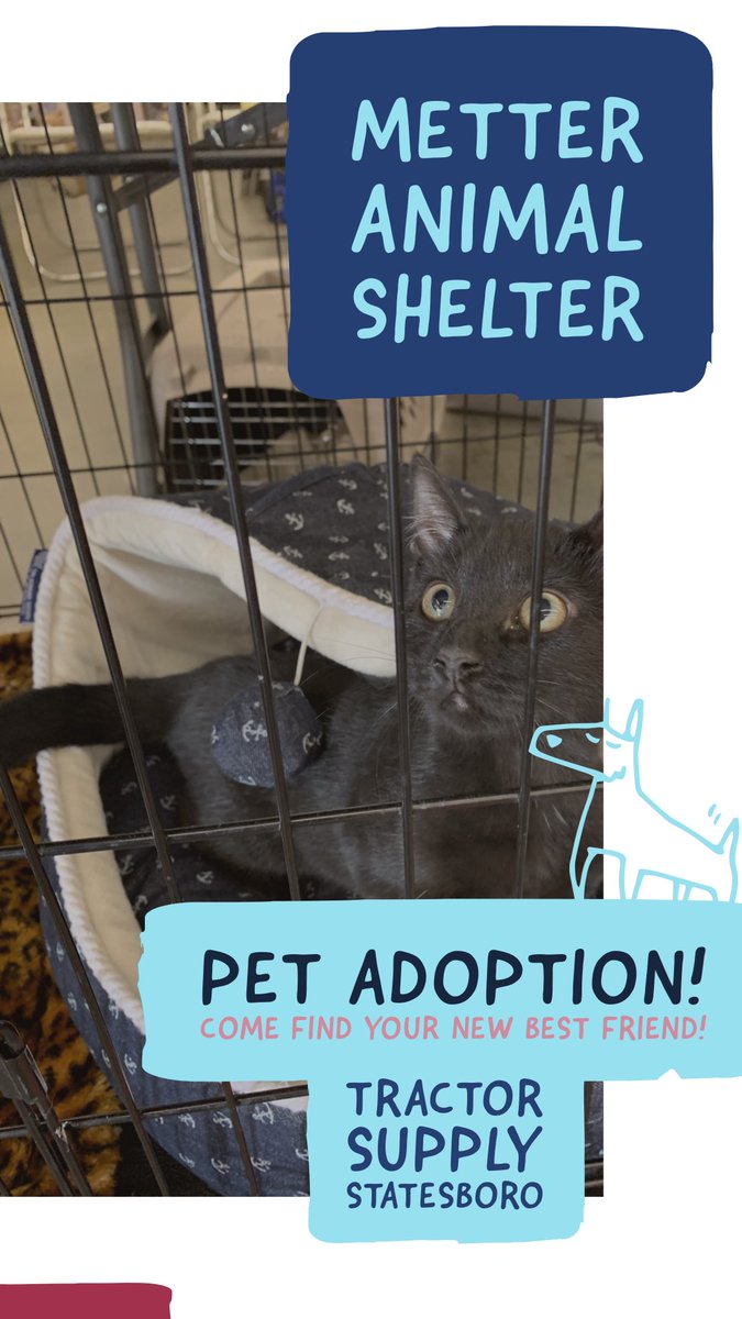 MetterAnimalS's tweet photo. Asher is waiting, not so patiently, on his furr-ever family today at #TractorSupplyStatesboro. #AdoptDontShop #SaveaLife #MetterAnimalShelter https://t.co/wm7Fh4z6LI