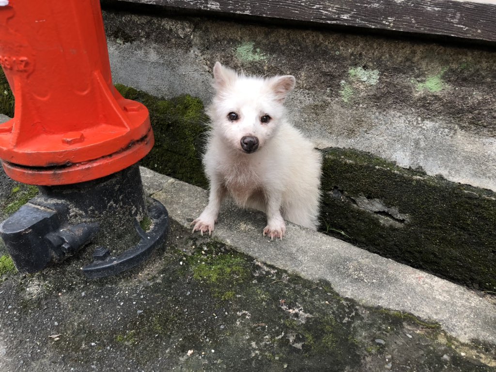 宮島にいる 幸運の白ダヌキ ちゃんがポメラニアンさんみたいで激かわ やあって感じがたまらん 見たい Togetter