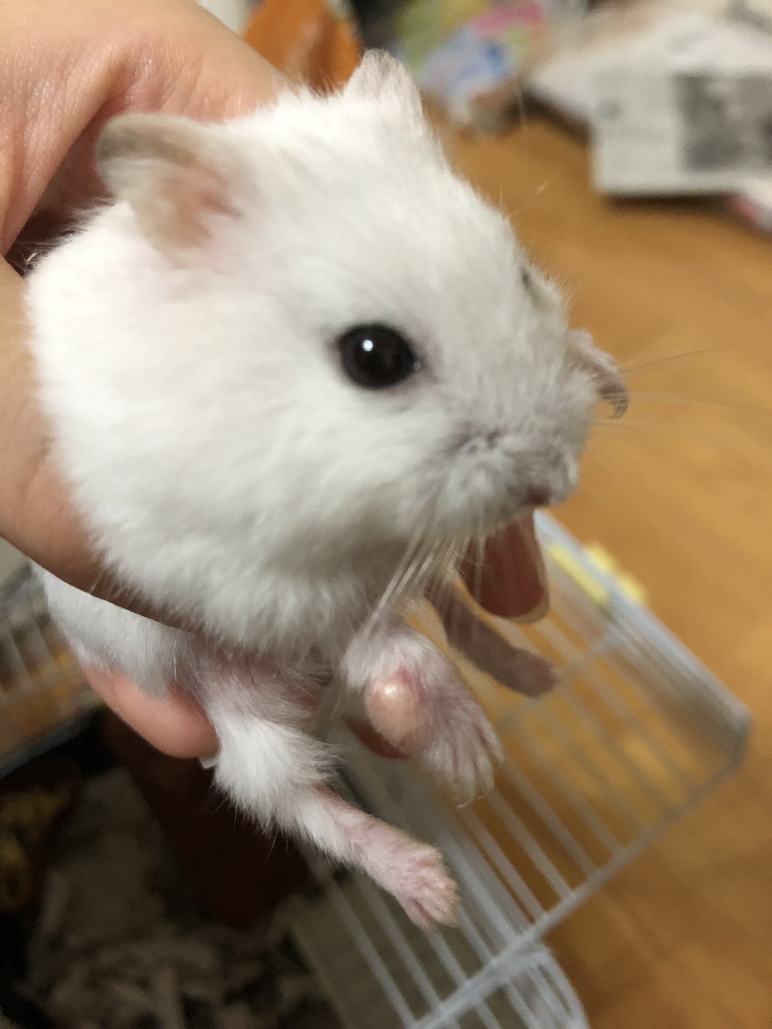 Ham 昨夜から右手が写真のように少し腫れてしまっているのですが同じ症状が出てしまった子いませんか 何匹も飼ってきていますがこんな子は初めてなのでとても不安です どんなことでもいいので教えてください ハムスター 腫れる 手 拡散希望
