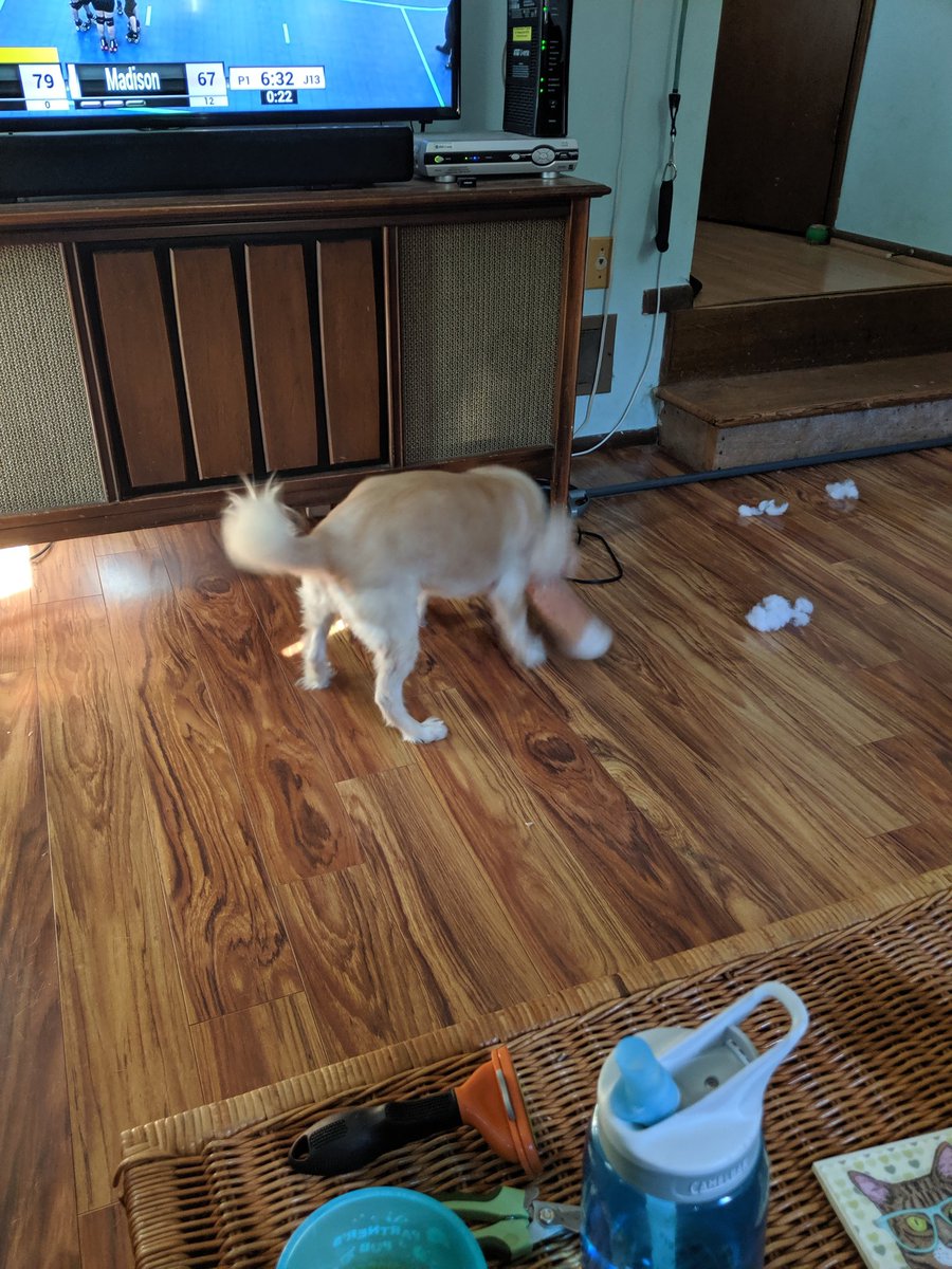 madrollindolls's tweet image. Lily is so excited to see her DD friends on TV. They do great things and she plays extra hard with her toys! #WFTDACups #dogsofwftda