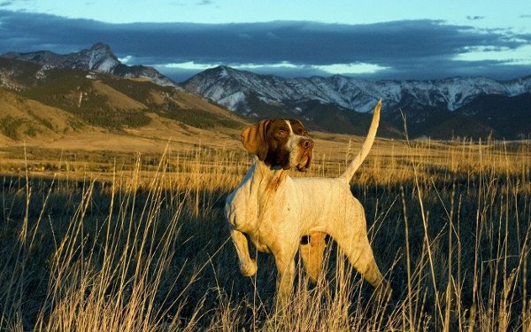 AnimalFute's tweet photo. Le Pointer anglais est un vrai sportif au flair incomparable et à la vitesse d’action remarquable. En savoir plus :
https://t.co/G88A9nqvFH
#AnimalFute, échange de garde de #chien, chat, NAC entre particuliers https://t.co/RP7MdXRaPc