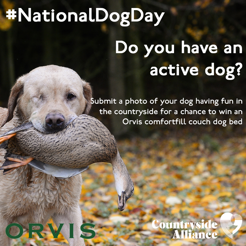 CAupdates's tweet photo. Does your dog love being out and about in the countryside? 

Enter your pics of your active dog for a chance to win him or her an @OrvisUK Comfortfill Couch Dog Bed (worth £199!) in our new #NationalDogDay competition ➡️  https://t.co/H3Jw9EbjNG

(Photo credit: Harry Lessman) https://t.co/oi5IrQxfeO
