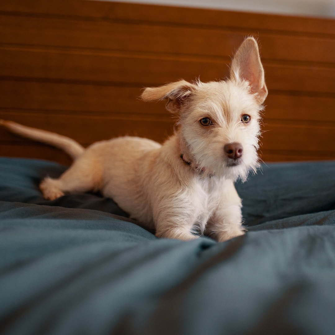 PerfectCleaners's tweet image. They are comfy, fluffy, friendly, and soft... but now let's talk about fleece blankets!