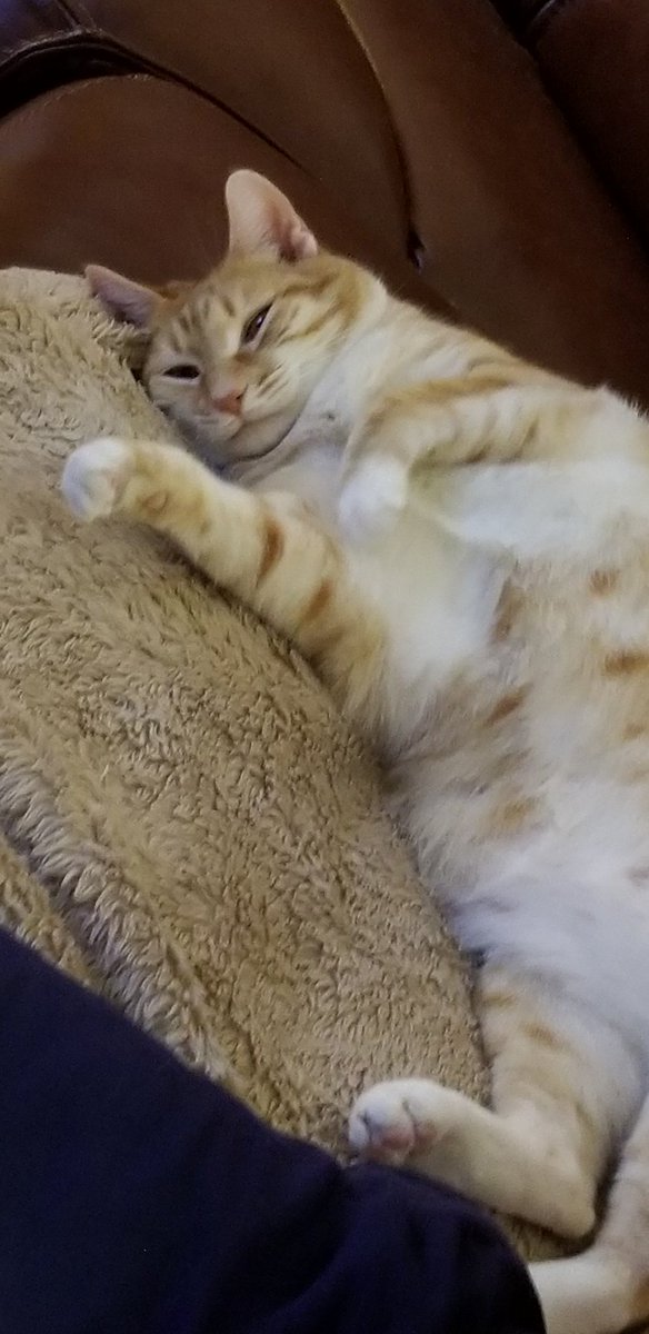 ShinoTheCat1's tweet photo. What are you looking cat? #relaxitstheweekend #snuggleup #orangevanilla #catsoftwitter #cutecat #rescue #catpics #cat https://t.co/tk7PsaQ9NI