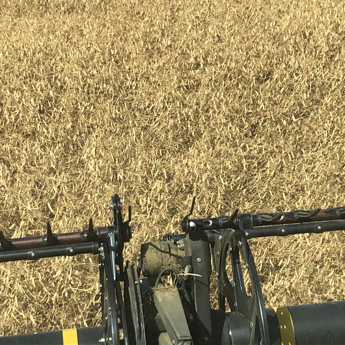 douggomex's tweet photo. Carver peas standing tall and yielding great. Smart growers, good fertility and “The right nutrition at the right time” 60+ bu/Ac. #omex #pulsepak #Calmaxcomplete #armriverfarming https://t.co/hROqqoLsW1