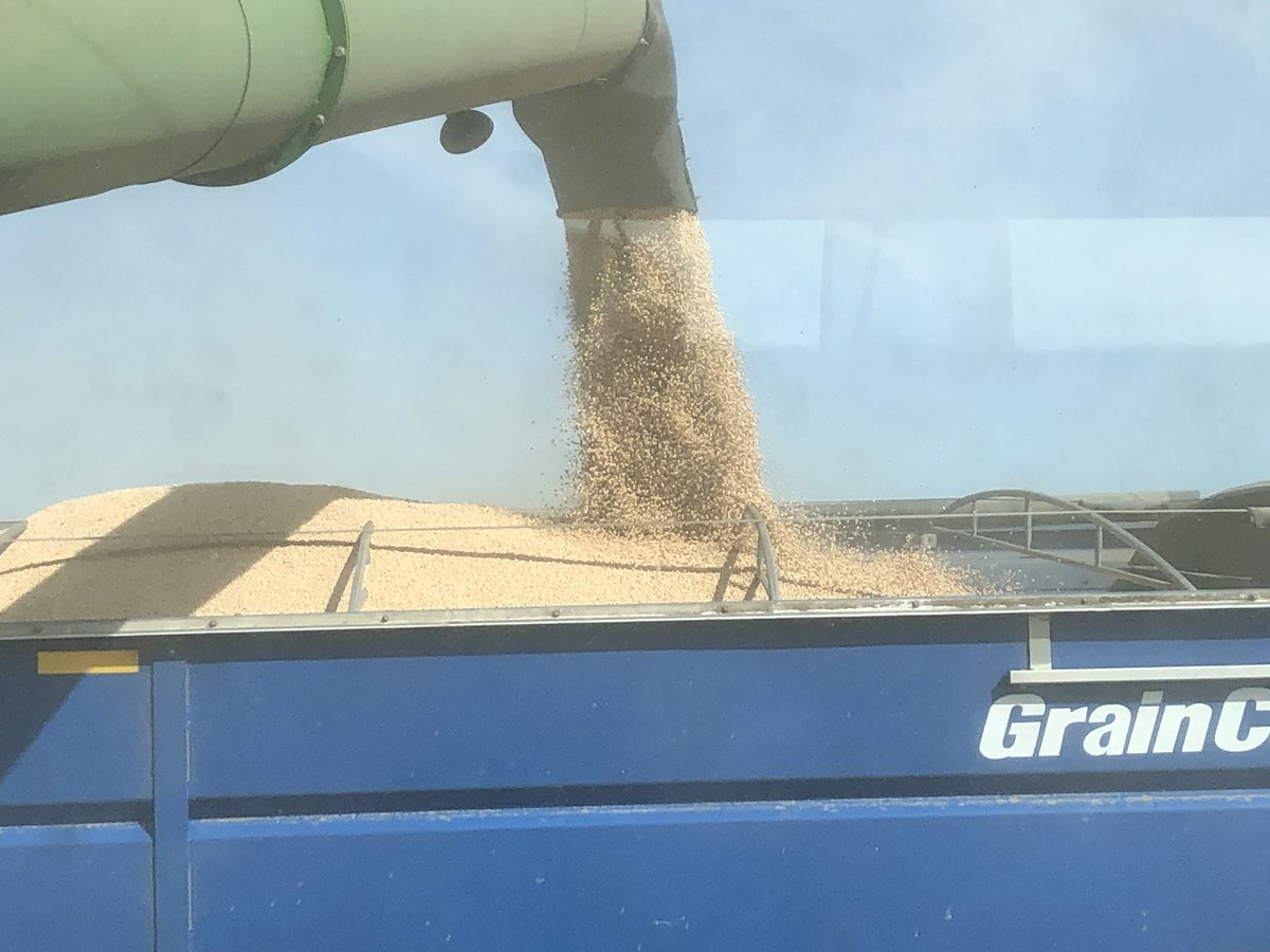 douggomex's tweet photo. Carver peas standing tall and yielding great. Smart growers, good fertility and “The right nutrition at the right time” 60+ bu/Ac. #omex #pulsepak #Calmaxcomplete #armriverfarming https://t.co/hROqqoLsW1