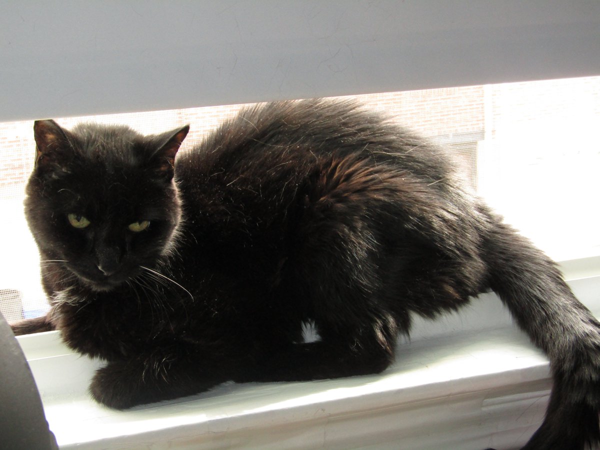 julesruekat's tweet photo. It's A Beautiful Day In August !!! π±βοΈβοΈ
#HappyCat #CatsRMagic #Caturday #Meow https://t.co/f1YDpNcUng