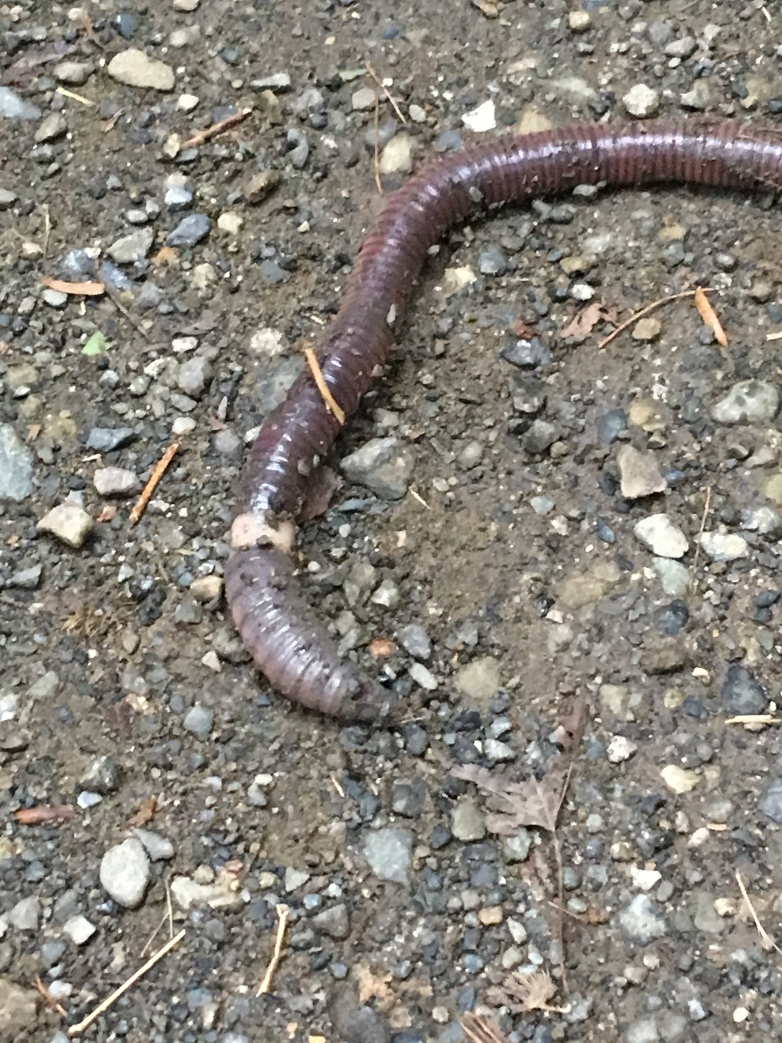 佐々木崇之 Japanease Big Earthworm Discovery Big あり得ないくらい大きいミミズ発見 デカ 巨大ミミズ Worm T Co 07tihpbqmn Twitter