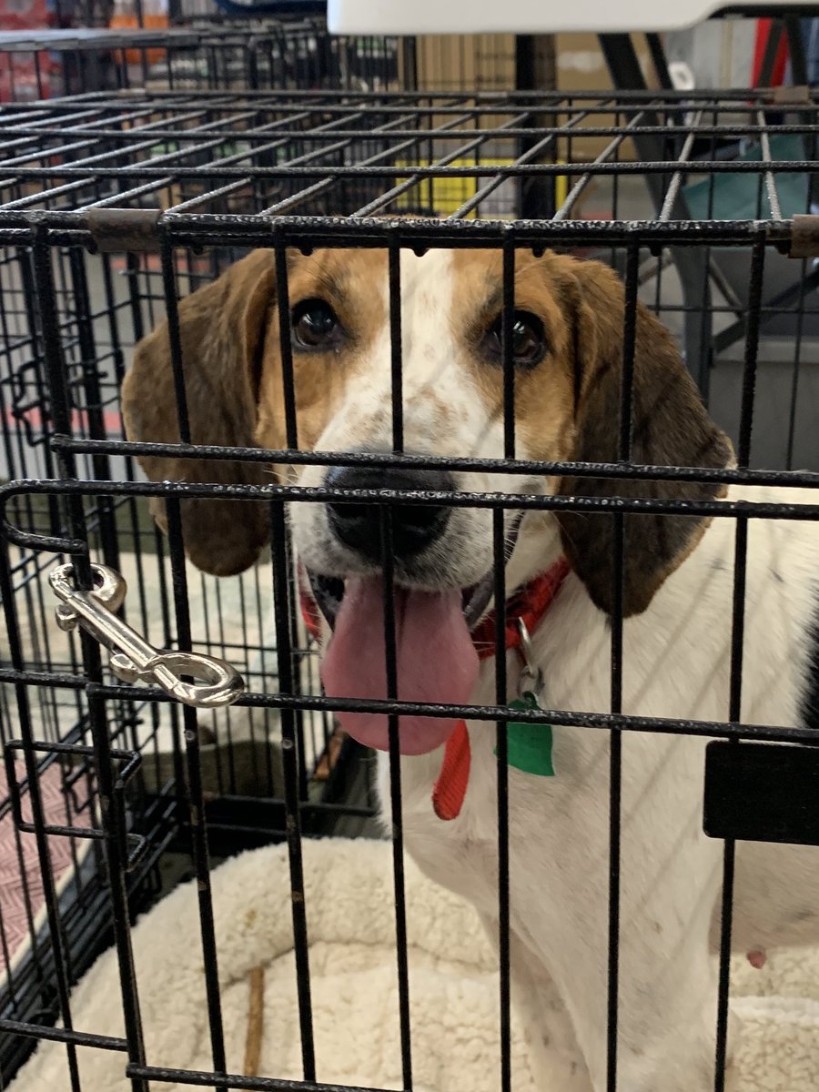 MetterAnimalS's tweet photo. Barney is waiting on his #FreedomRide at #TractorSupplyStatesboro. Rescue him today! #MetterAnimalShelter #AdoptDontShop #SaveaLife https://t.co/cmF8F498zw