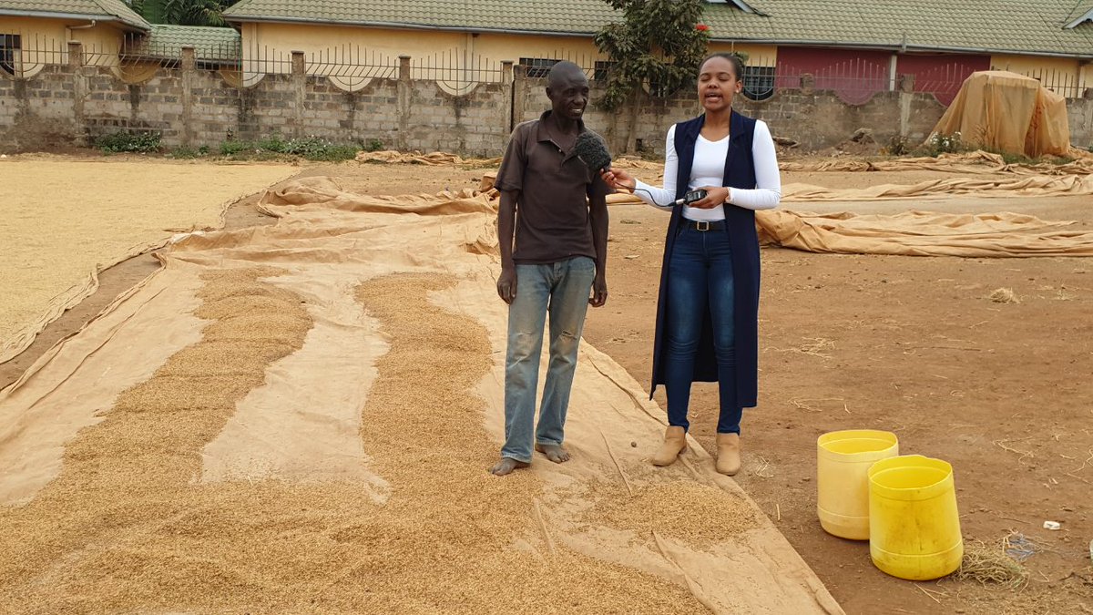 steffi_maingi's tweet image. At Mwea today discussing on how to use clean energy to add value to the rice value chain
Using solar dryers to dry rice #cleanenergy
#InnovativeVolunteerism #ebafosa @ebagropamoja @grekkonlimited @RichardMunang @Mtejah2