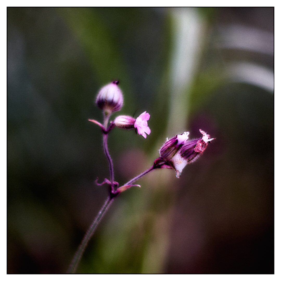 hallustrated's tweet photo. I enjoy the chance moment of #serendipity . I began making these bokeh-images 4-5 years ago. https://t.co/tGKOSKvAIo