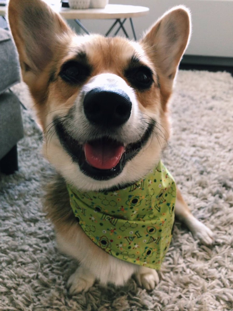 SamanthaLWilson's tweet photo. Franki picked out her DNA bandana and is all ready for the #Hoffmanlab BBQ! https://t.co/u7iSnVRoTO