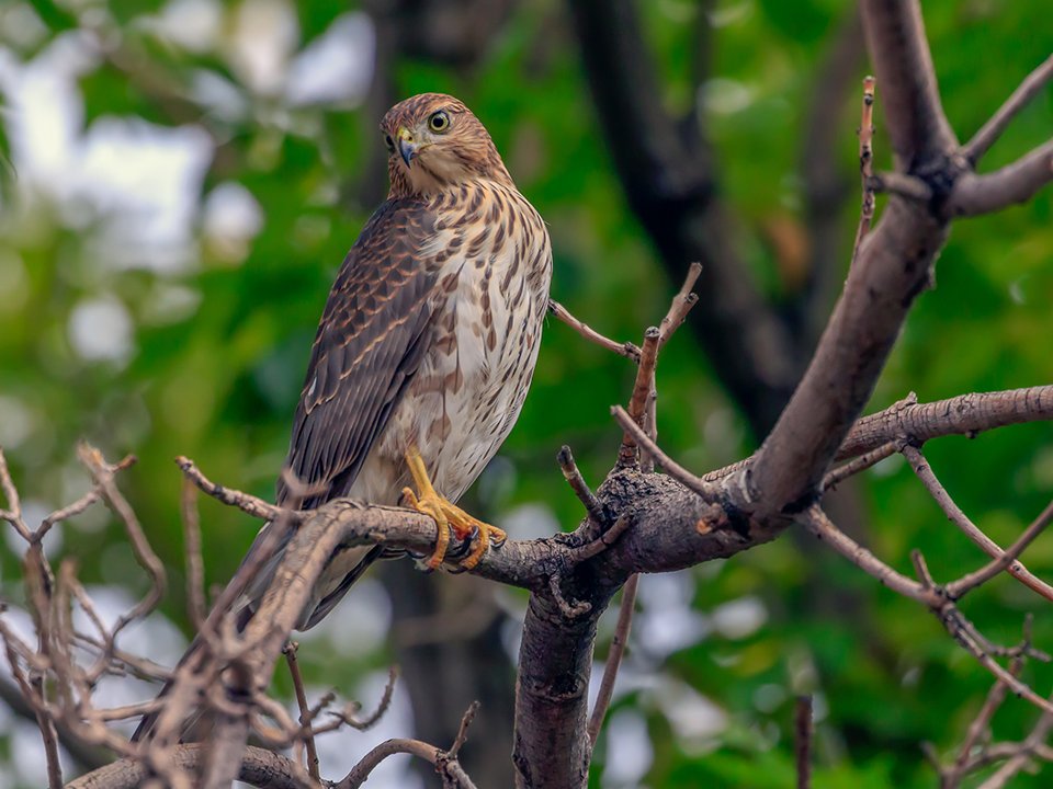 Starved Rock Nature is all that surrounds Grand Bear Lodge! When you are here, be sure to check out the Birds of Prey show right across the street at Starved Rock State Park on 9/2! bit.ly/2J8G0I2