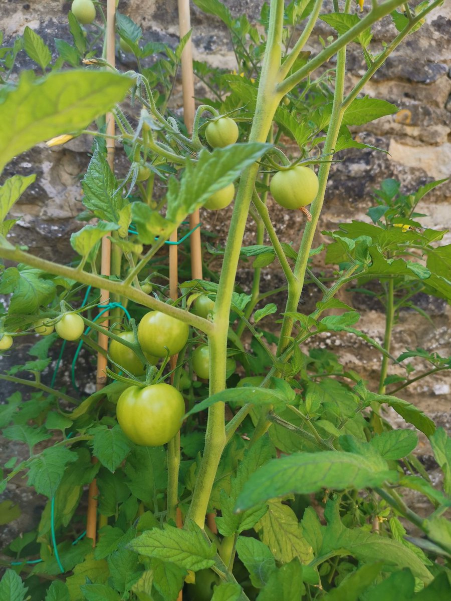 I feel a tomato tart coming on! Fresh pastry, I can smell it now 🍅🍅🍅
#homegrown #tomatoes #baking #quiche #fresh #homemade #handmade