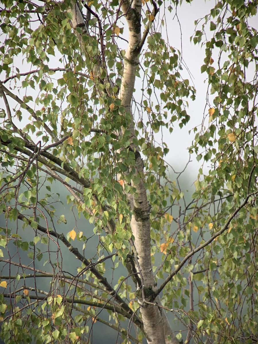 CorneliusRaven's tweet photo. @tractortwitchrr Hi Ray, as you’re impressed here’s more of the ‘bird in the tree’ and as a bonus a photo of a ‘tree with no bird’ unless you can see one. I really feel things can only get far far better in my photography career. https://t.co/H3PV4pE1RV