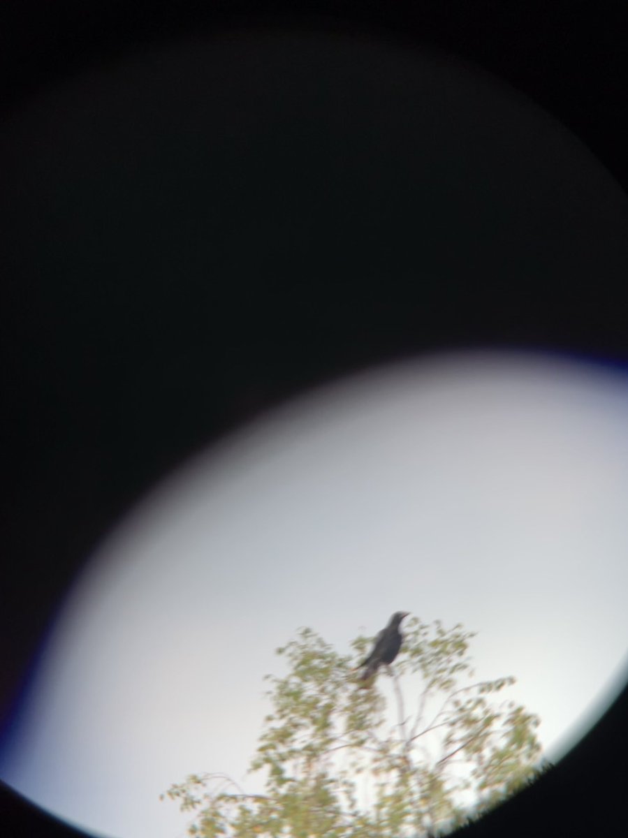 CorneliusRaven's tweet photo. @tractortwitchrr Hi Ray, as you’re impressed here’s more of the ‘bird in the tree’ and as a bonus a photo of a ‘tree with no bird’ unless you can see one. I really feel things can only get far far better in my photography career. https://t.co/H3PV4pE1RV